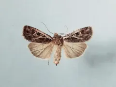 Ridings' Dart Moth thumbnail 3