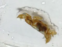 Tube-dwelling Pea Crab thumbnail 4