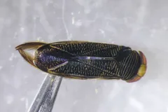 Hesperocorixa atopodonta thumbnail 2