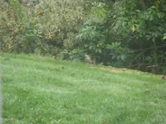 Pyrrhuloxia thumbnail 3