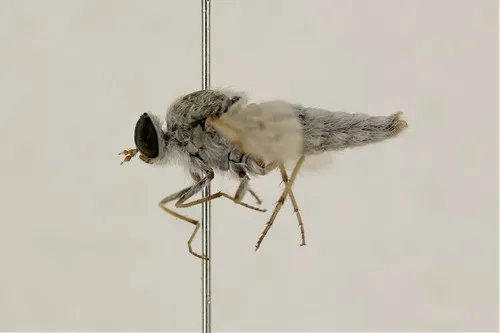 Ammonaios confusus