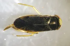 Hesperocorixa vulgaris thumbnail 2