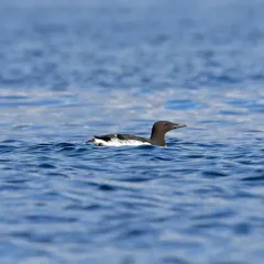 Common Murre thumbnail 4