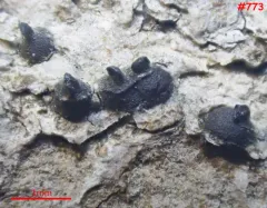 Navicella elegans thumbnail 2
