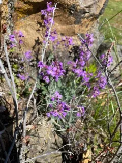 Brewer's rockcress thumbnail 2