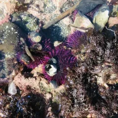 Pacific Purple Sea Urchin thumbnail 4