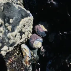 Black Tegula thumbnail 4