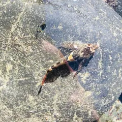 Tidepool Sculpin thumbnail 3