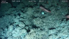 Blackgill Rockfish thumbnail 2
