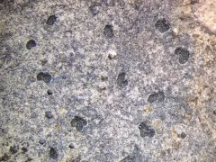 Opegrapha dolomitica thumbnail 2