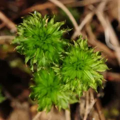 Ontario rhodobryum moss thumbnail 4