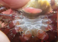 Briarosaccus tenellus thumbnail 4