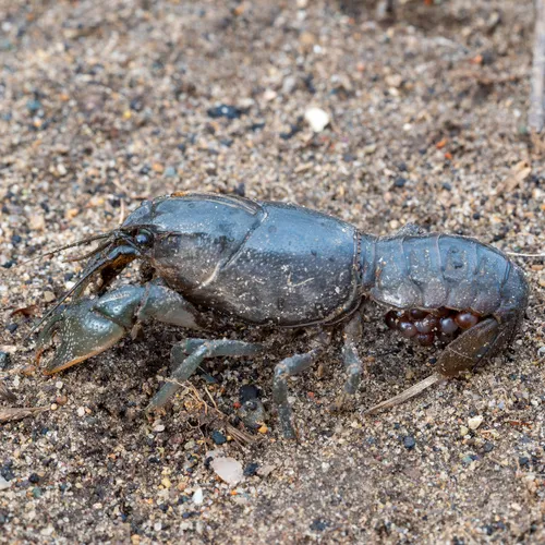 Digger Crayfish