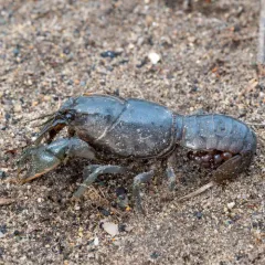 Digger Crayfish thumbnail 1