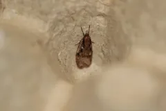 Semioscopis mcdunnoughi thumbnail 4