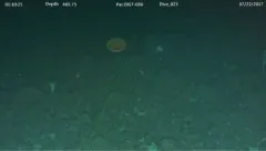 Red Jelly thumbnail 4