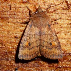 Three-spotted Sallow thumbnail 3