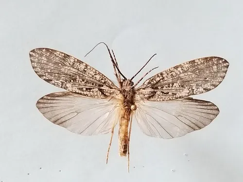 Rush Sedge Caddisfly