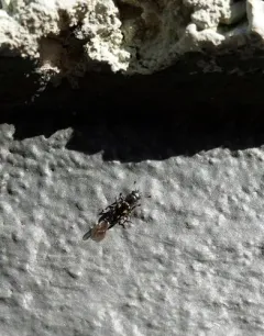 Glischrochilus vittatus thumbnail 4