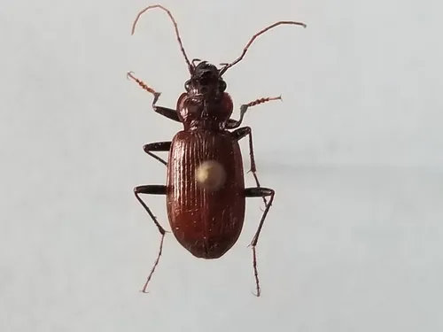 Nebria edwardsi