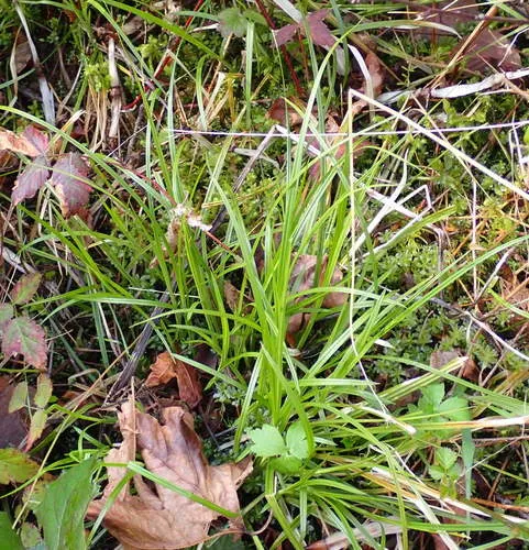 slender-footed sedge