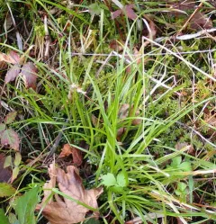 slender-footed sedge thumbnail 1