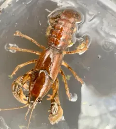 Prairie Crayfish thumbnail 1