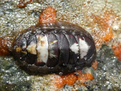 Cyanoplax fernaldi