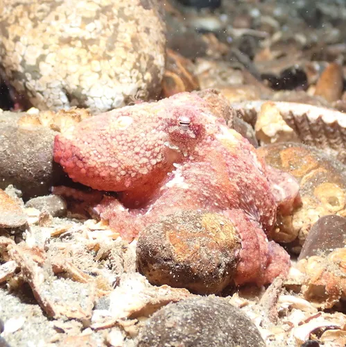 East Pacific Red Octopus
