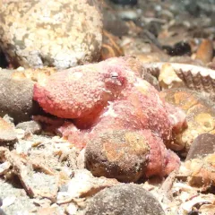 East Pacific Red Octopus thumbnail 1