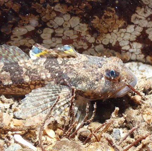 Padded Sculpin