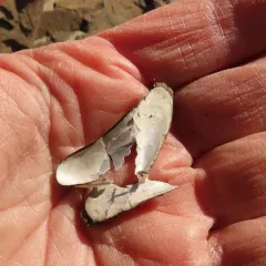 California Datemussel thumbnail 4