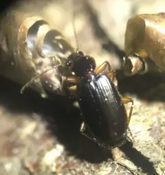 Cymindis platicollis thumbnail 1