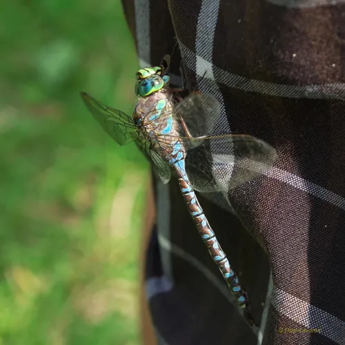 Lake Darner