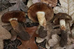 Pholiota foedata thumbnail 4