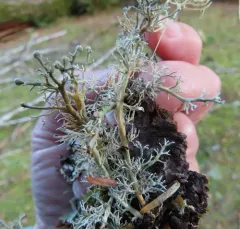 Ancient Coral Lichen thumbnail 3