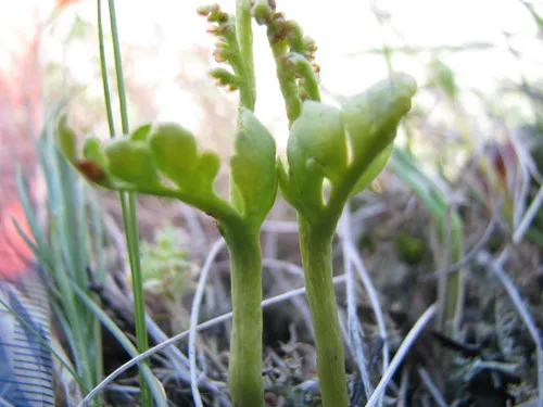 Michigan moonwort