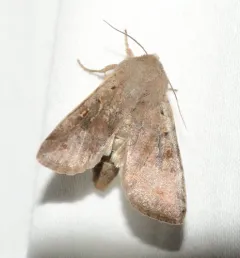 Gray Quaker thumbnail 2