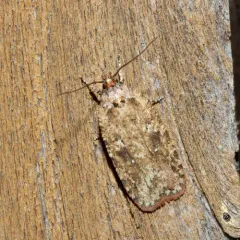 Goldenrod Leaffolder Moth thumbnail 3