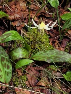 California Fawn Lily thumbnail 3