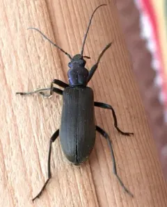 Ditylus gracilis thumbnail 2