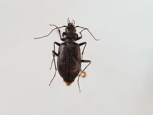 Nebria hudsonica