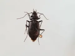 Nebria hudsonica thumbnail 1
