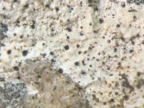 Thelidium papulare