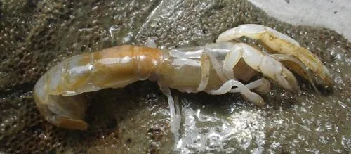 Slope Ghost Shrimp