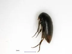 Blood-tipped Eucinetus thumbnail 2