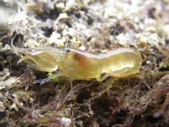 Fuzzy Hooded Shrimp thumbnail 4