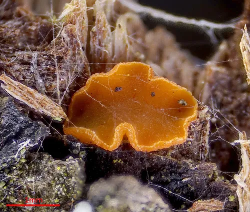 Orbilia xanthoguttulata