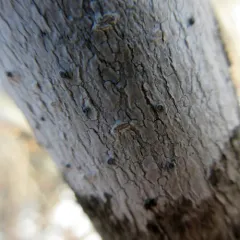 Can-of-worms Lichen thumbnail 3