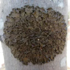 Northern Camouflage Lichen thumbnail 3